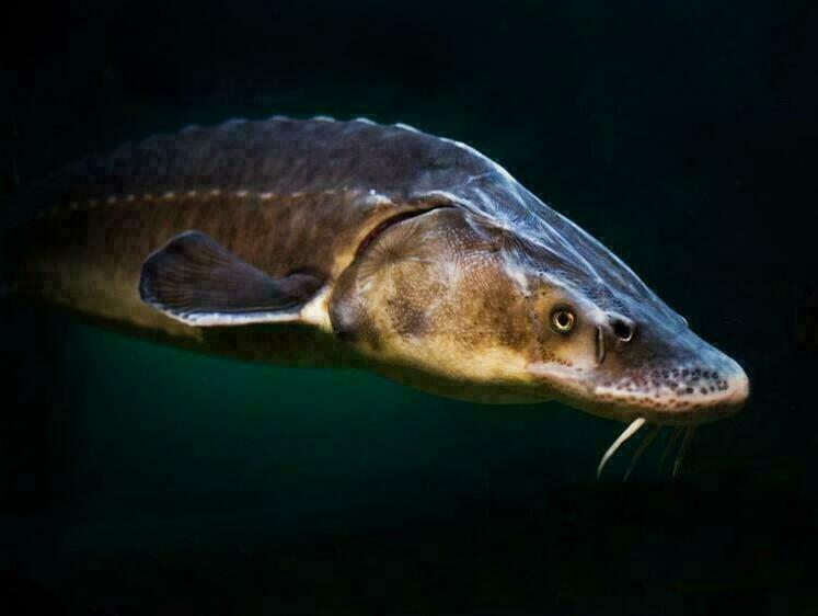 Изображение Тащили сетями: выловившие осетра на 50 килограмм получили по пять лет