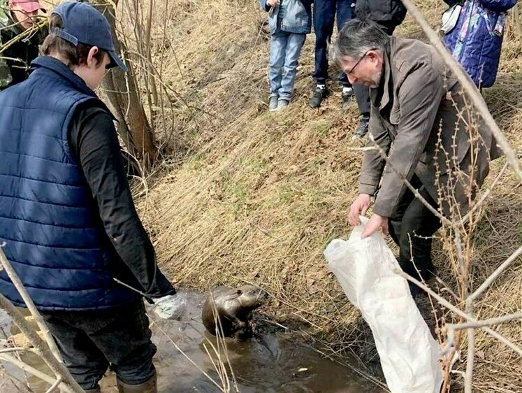 Изображение Юные натуралисты помогли бобру вернуться в свою среду
