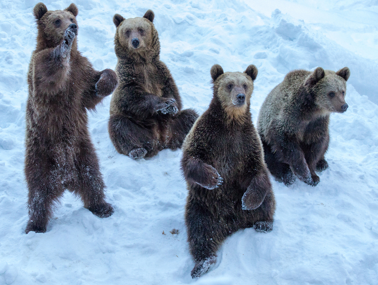 Весеннее пробуждение медведей заметили жители Югры