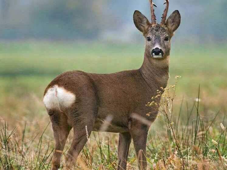 Изображение Браконьер из Дна выплатил 160 тысяч рублей за косулю