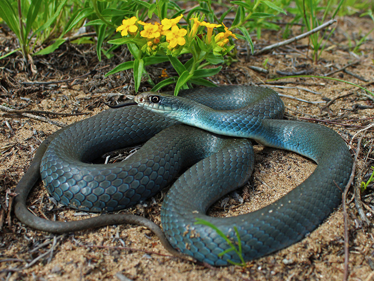 Изображение Аспиды вылезли: в кубанском детском садике ловили змею за батареей