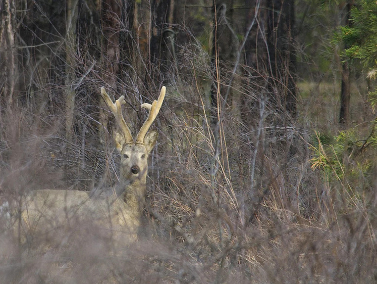 Изображение Паводковые воды затопили 10% территории нацпарка «Бузулукский бор»