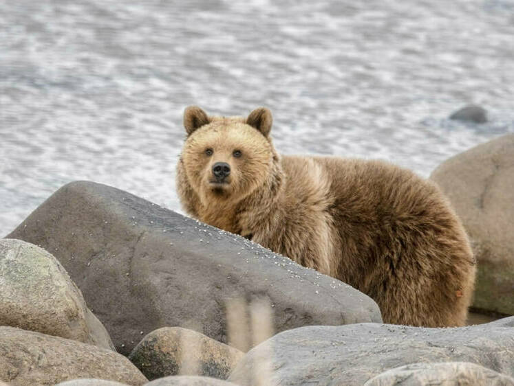Изображение Ворох преступлений на 7 млн рублей собрали якутские браконьеры