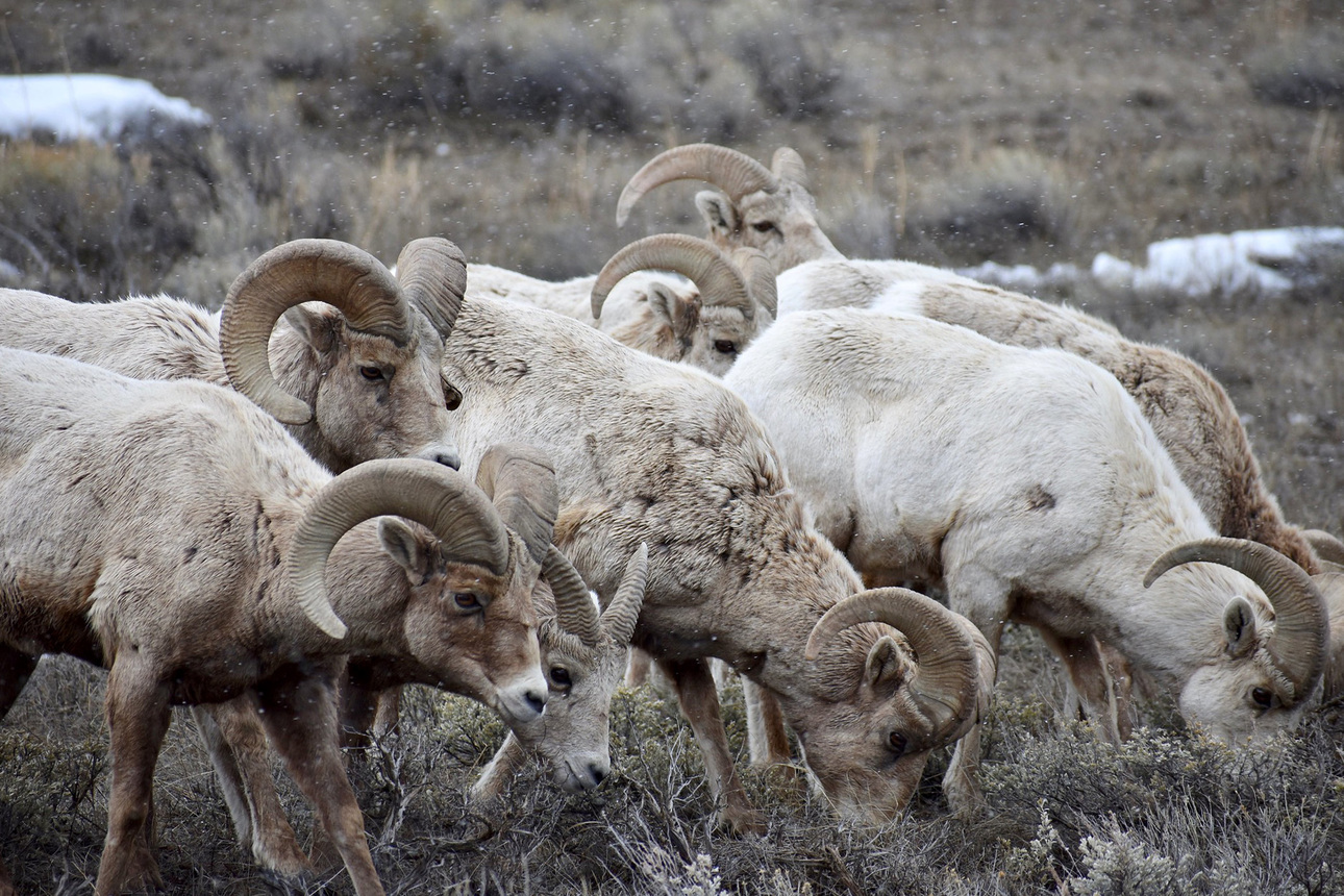 Изображение Слишком большое количество овец в ландшафте истощает продовольственные ресурсы и делает стада более восприимчивыми к болезням. Фото: outdoorlife.com 