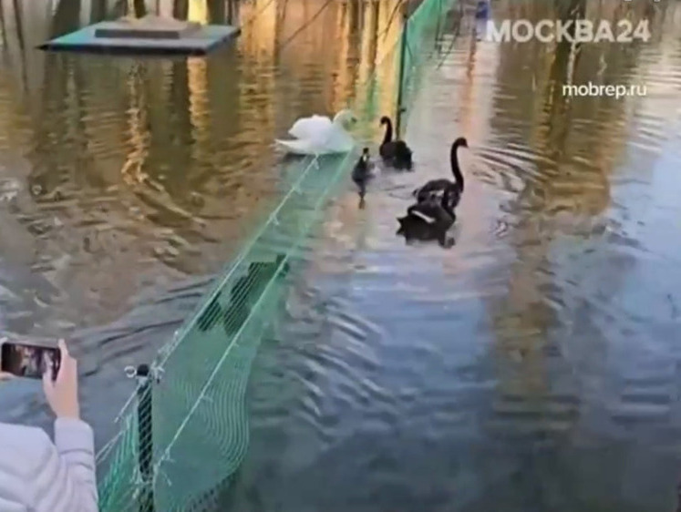 Изображение Квартирный вопрос испортил даже лебедей