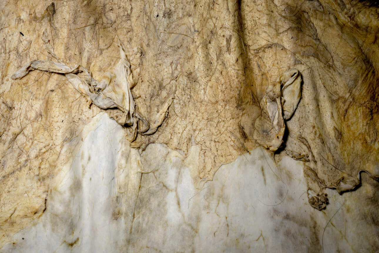 Изображение Маринованная кожица готова к обработке 