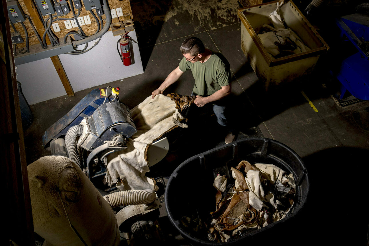 Изображение Рабочий пропускает шкуру через станок для разделки. Это помогает ломать шкуру или растягивать ее для разрушения молекул, что помогает сделать шкурку мягкой 