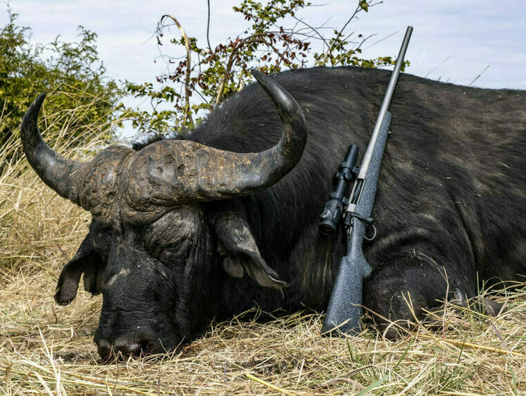Изображение Слоны-дебоширы и бесстрашные буйволы. Фееричная охота в Зимбабве