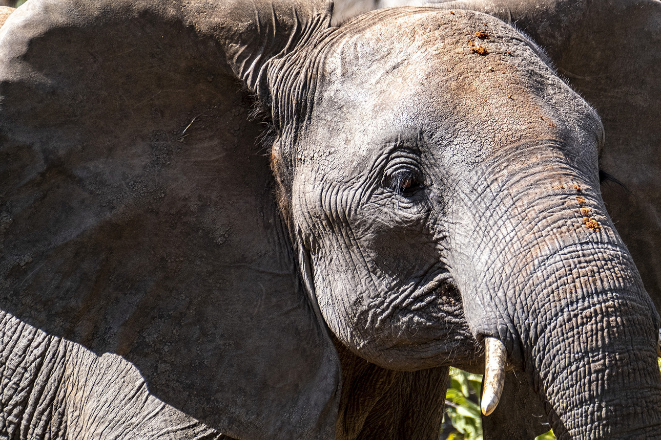 Изображение Одним из преимуществ охоты в этой части Зимбабве является наблюдение за стадами слонов. Фото: outdoorlife.com 