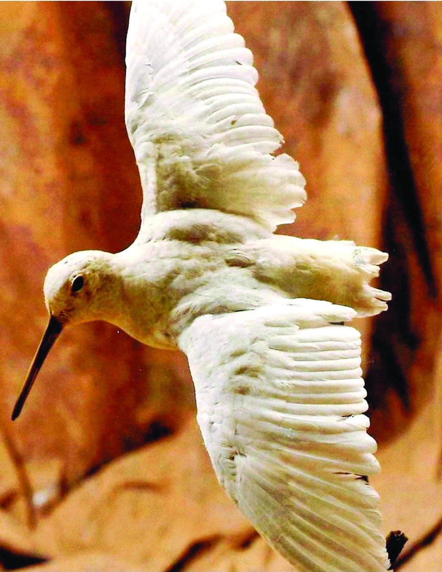 Изображение Вальдшнеп — лейкист, но не альбинос. У альбиносов глаза красные, лапы и клюв светло-розовые. Фото: Евгения ТОБОЛЬ.