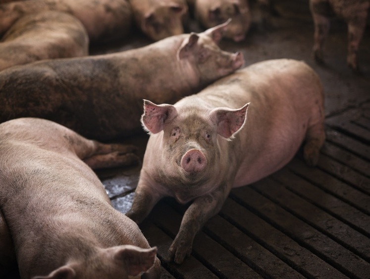 Изображение Зачистка пяти километров: на Урале вспыхнула африканская чума свиней