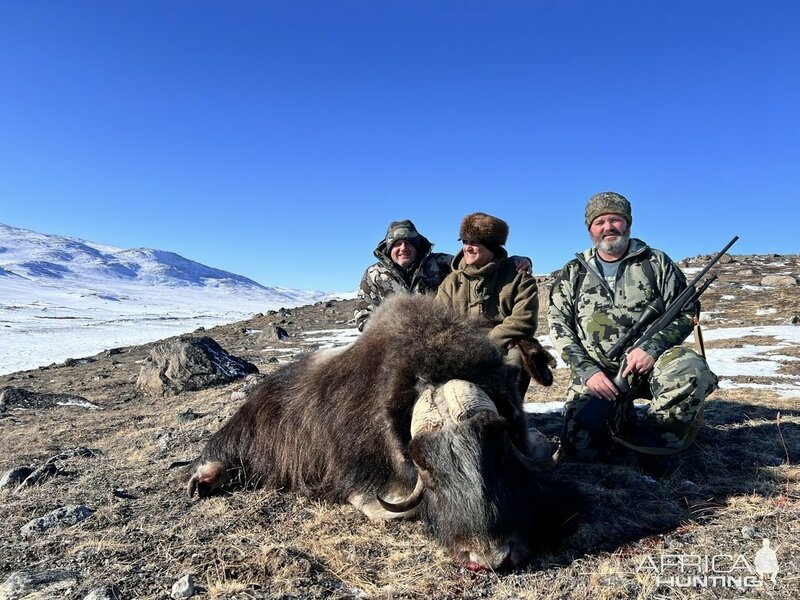 Охота на овцебыка в Гренландии
