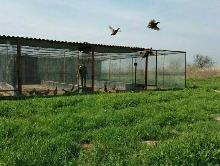 Изображение Дичеферма Астраханской области вырастила фазанов для выпуска 