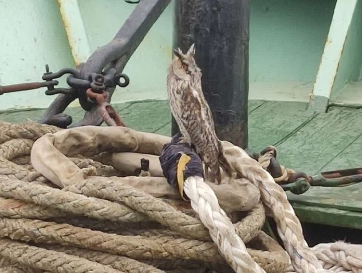 Изображение Сову клевали чайки: рыбаки Сахалина спасли потерявшуюся в море птицу