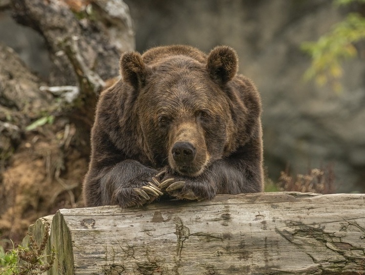 Изображение Уральский идиот: в челябинском зоопарке чудак накормил медведя дрянью