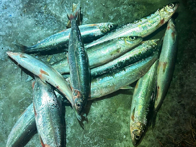 Изображение Байкальская рыбалка в эпоху потепления