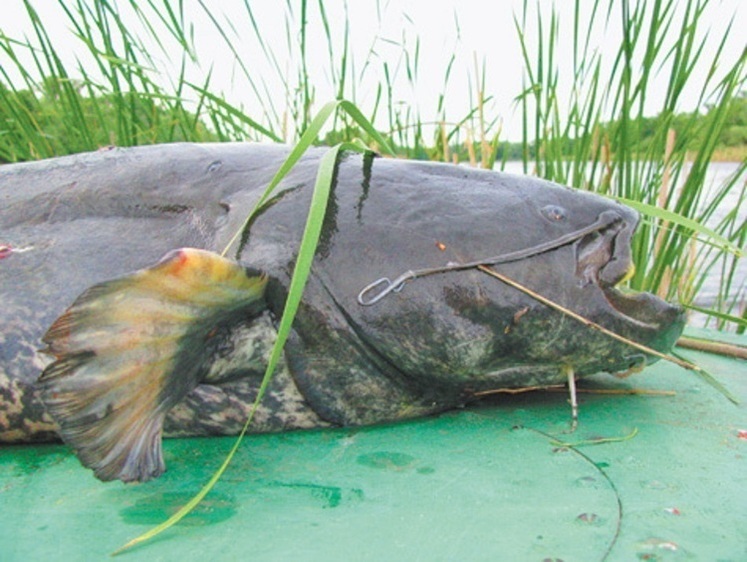 Изображение Весенняя рыбалка на Кубани
