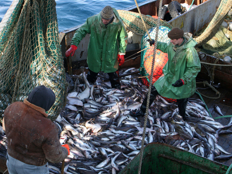 Изображение Ученые на Дальнем Востоке придумали способ безошибочно находить рыбу