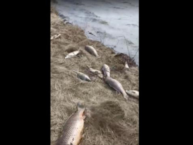 Изображение Паводковая вода заполняет берега мертвой рыбой