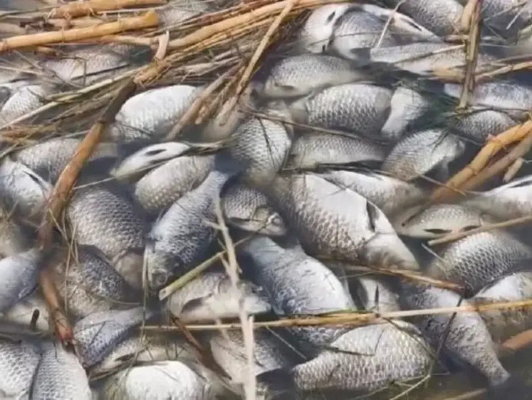 Дачники Барнаула находят дохлую рыбу в пригородных озерах