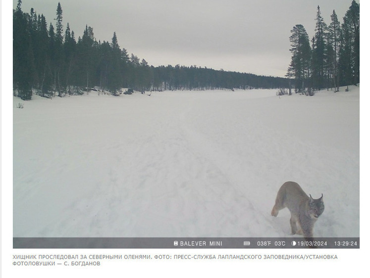 Изображение В Лапландском заповеднике рысь кружила вокруг оленей, но не напала