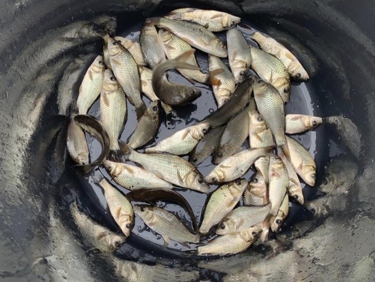 Изображение Волжские водохранилища зарыбляют карповыми рыбами
