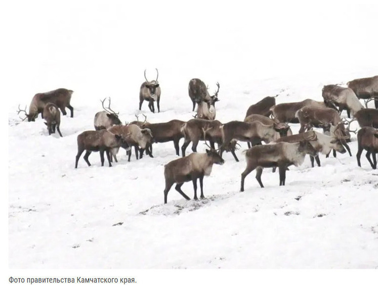 Изображение На севере Камчатки олени голодают — может начаться падеж