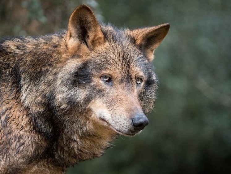 Изображение В Республике Алтай стартует охота на волков