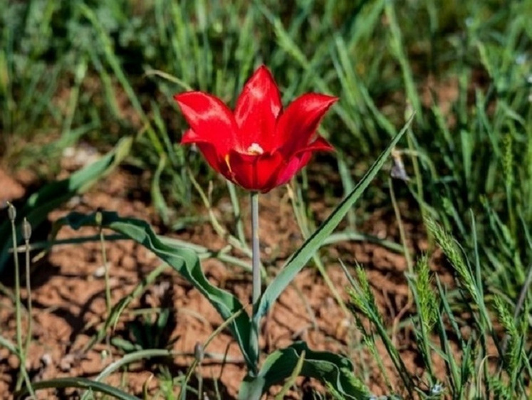 Изображение Аленький цветочек под запретом: россиянам напомнили о тюльпане Шренка