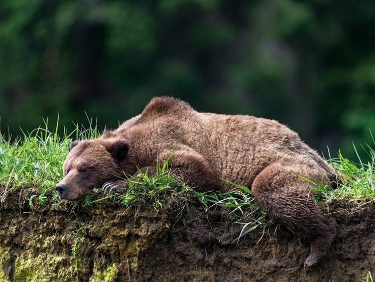 Изображение Нюансы охоты: в Калужской и Тульской областях бродят по лесам медведи