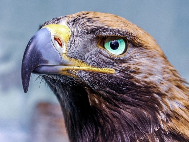 Изображение Привет геодезистам: на севере России орланы свили гигантское гнездо