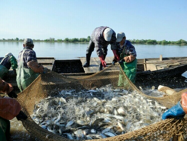 Изображение Незаконная промысловая добыча рыбы измеряется сотнями тонн    