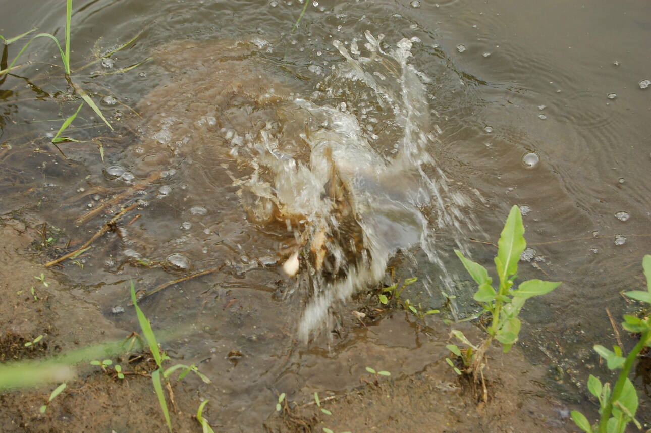 Изображение Фото: Яншевского Андрея.