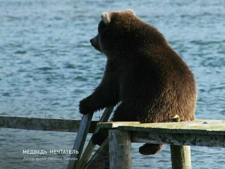 Замечтался: медвежонок присел на пирс и наблюдает за собратьями