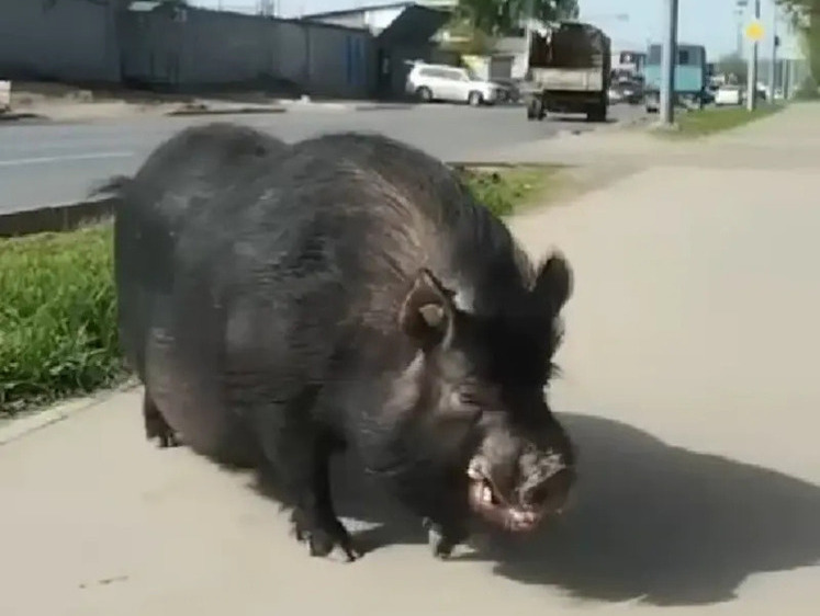 Кабан или домашний свин бегал по автостраде в Саратове