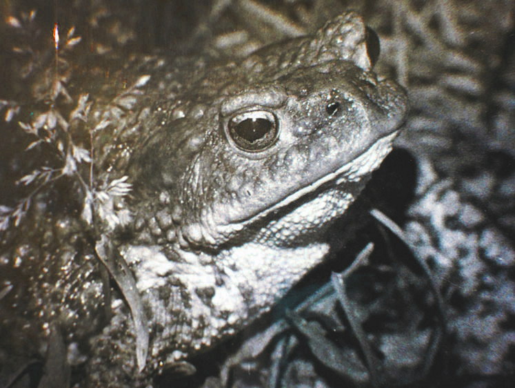 Изображение Долгая и счастливая жизнь неприметной серой жабы