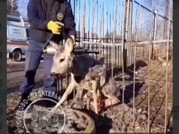 Изображение В Томске спасавшаяся от собак косуля застряла в заборе