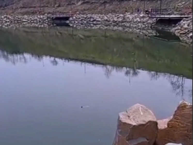 Изображение Шок: на озере во Владивостоке дети камнями забили черепаху