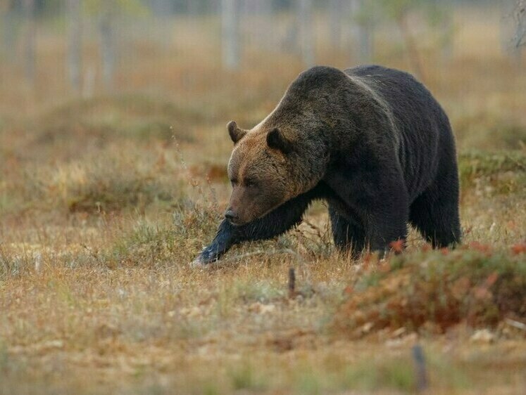 В Тымовском районе у дороги медведь караулит проезжающих мимо (видео)