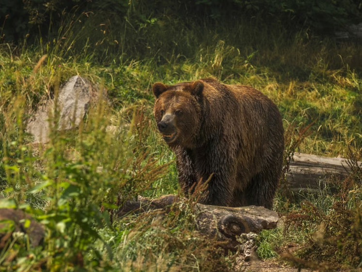 На Сахалине медведи ходят по излюбленным местам