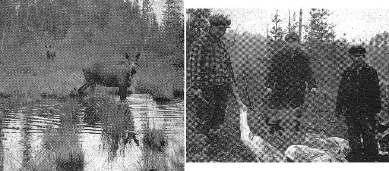 Изображение Фото слева: фотография двух лосят - единственный трофей, который автор привез домой со своей первой охоты в 1936 году. Фото справа: Нона Манате (слева), Эрик и автор рассказа разделывают небольшую тушу лося, подстреленного на более поздней охоте 