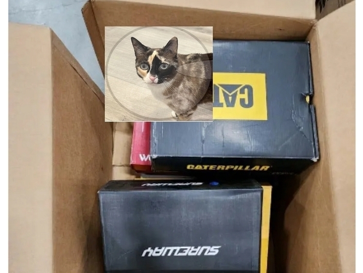 Изображение Из Юты в Калифорнию: кошку отправили на склад в коробке с обувью