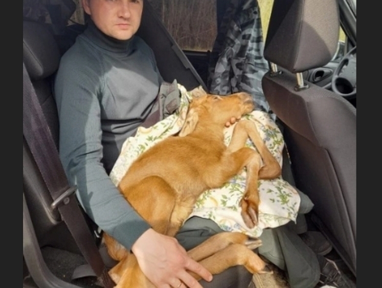В Ленобласти отбили у собак новорожденного лосенка