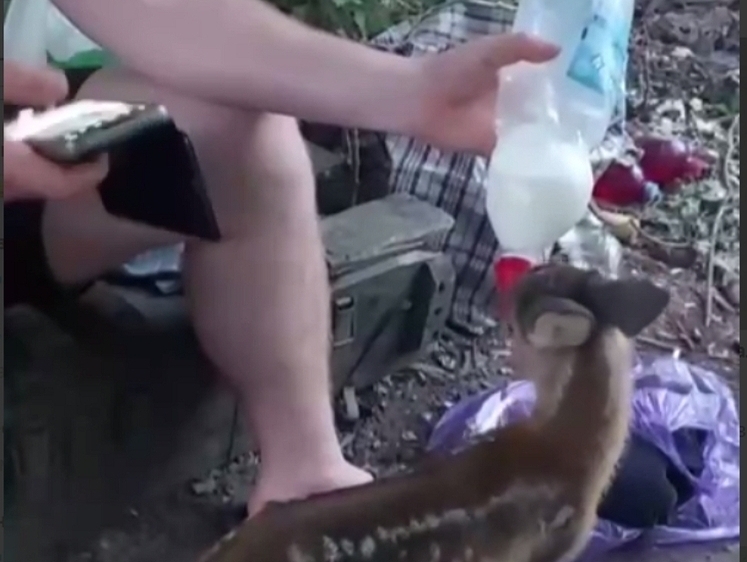 Детеныш косули оказался в расположении россиян — малышу дают молоко 