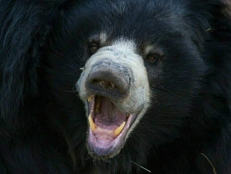 Медведь-убийца тиранил деревню. Тяжелейшая охота в Индии