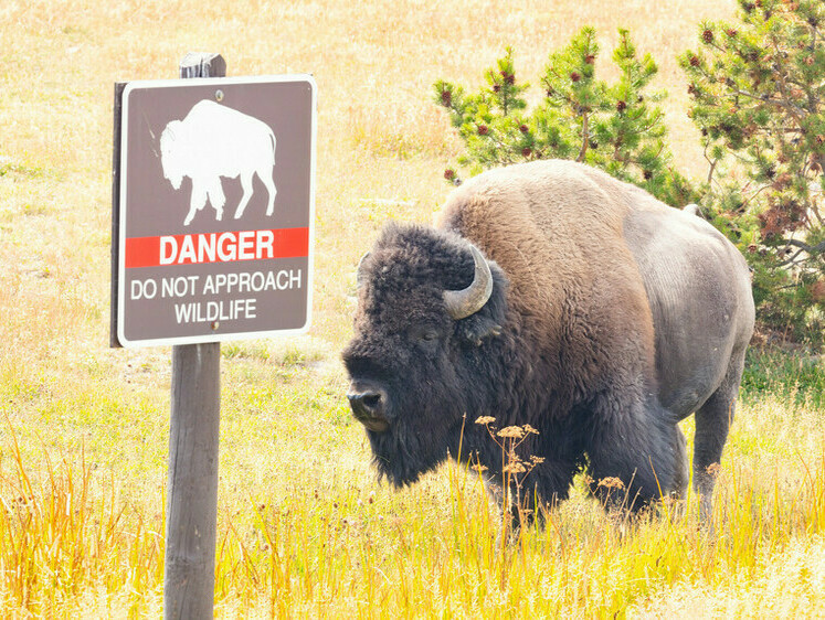 Изображение Гонка на выживание: американский экстремал напал на стадо бизонов