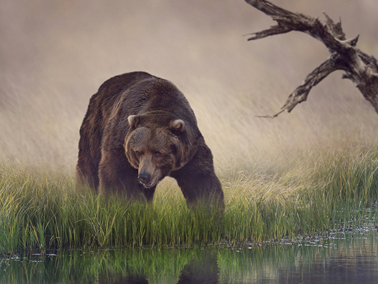 Изображение Медведь Баскервилей. Жуткая охота в туманном торфяном болоте