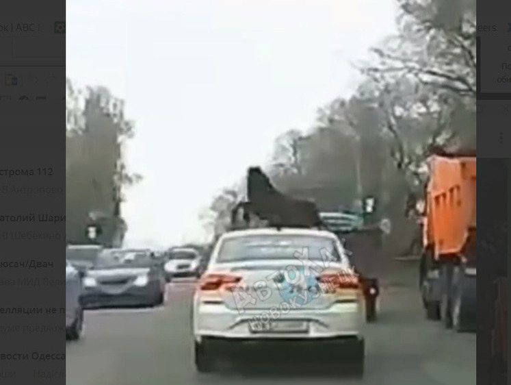 Изображение В Кузбассе лошадь выпрыгнула из кузова грузовика и погибла
