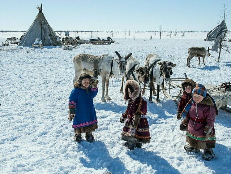 Изображение На Камчатке сократилась численность северных оленей