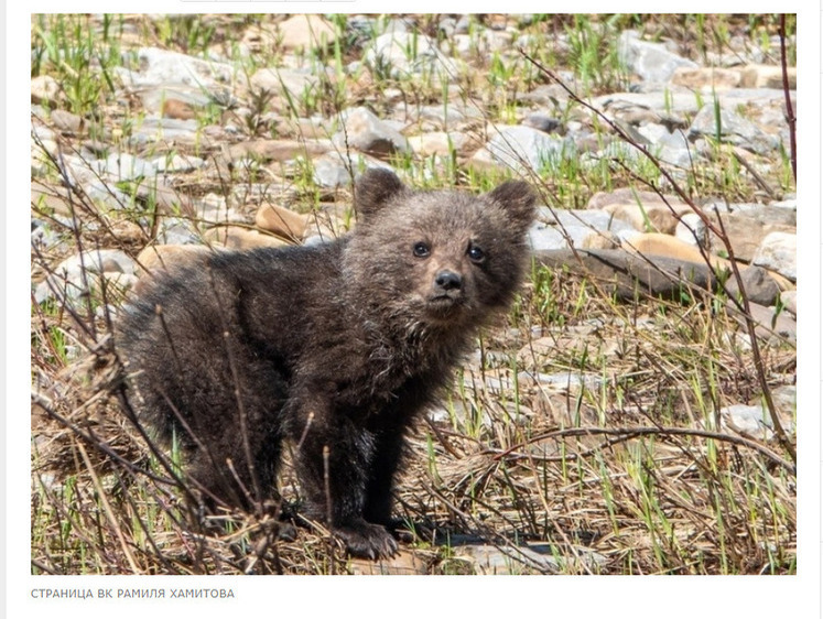 В Башкирии потерявшему маму медвежонку придется взрослеть самому